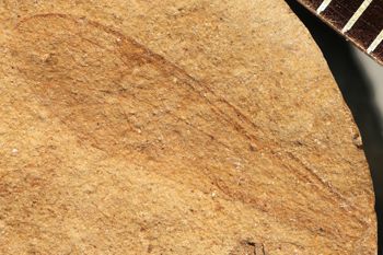 Media type: image;   Entomology PALE-1328
